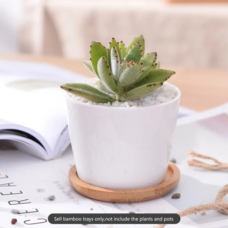Bamboo Coasters
